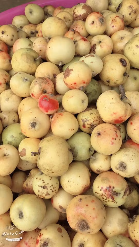 Về hình dạng và màu sắc, táo mèo Việt Nam có vỏ ngoài hơi sần, ráp, vỏ rất xanh.