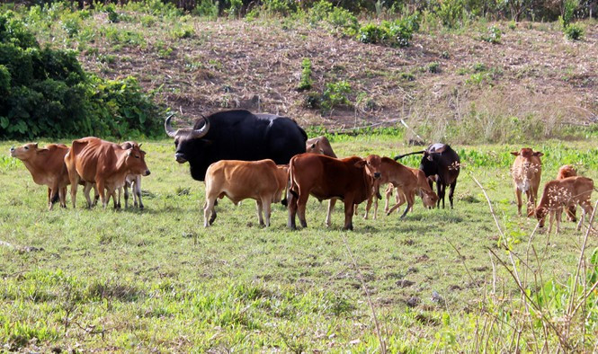 Bo tot o VQG Phuoc Binh: Kham pha cay gia pha 3 the he