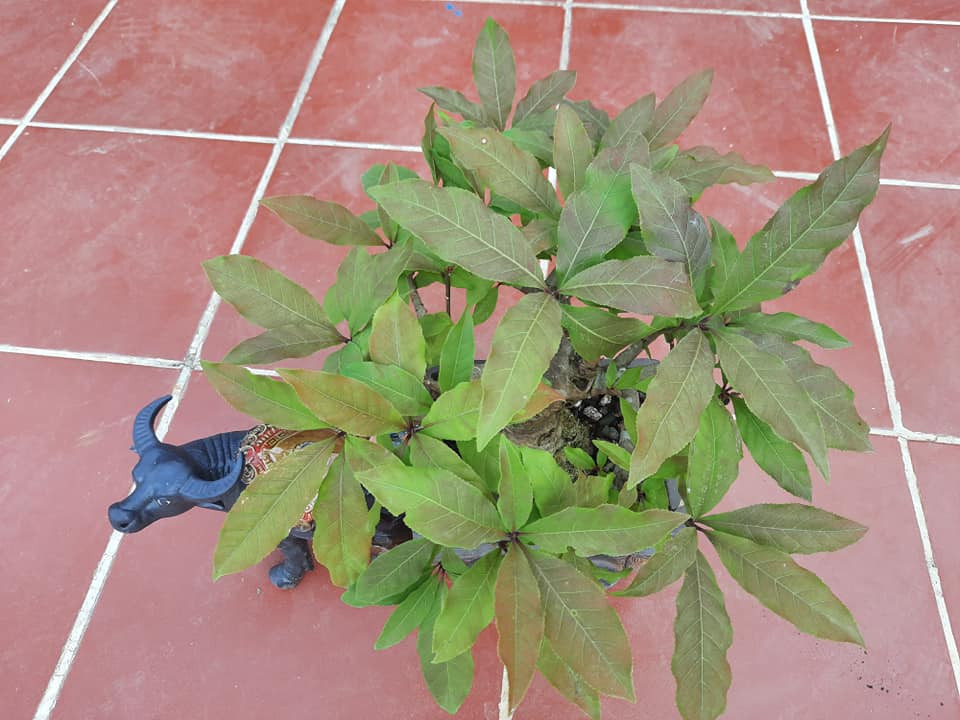 Mỗi chậu trâu kéo lộc vừng được rao bán với giá 2,5 triệu đồng. Ảnh: Fb Hai Phan