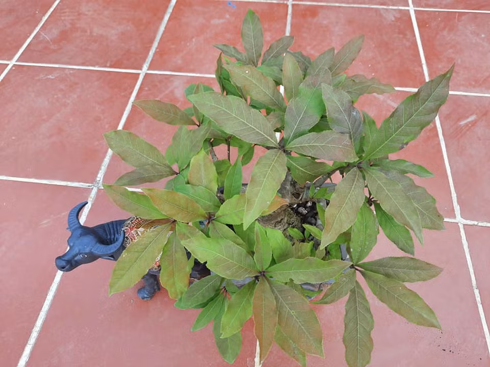 Mỗi chậu trâu kéo lộc vừng được rao bán với giá 2,5 triệu đồng. Ảnh: Fb Hai Phan