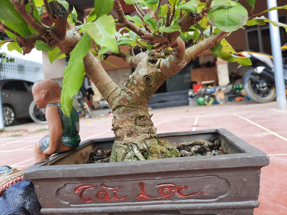 Trên chậu lộc vừng có chữ "Tài Lộc", tượng trưng cho tài lộc đầy đủ trong một năm. Ảnh: Fb Hai Phan