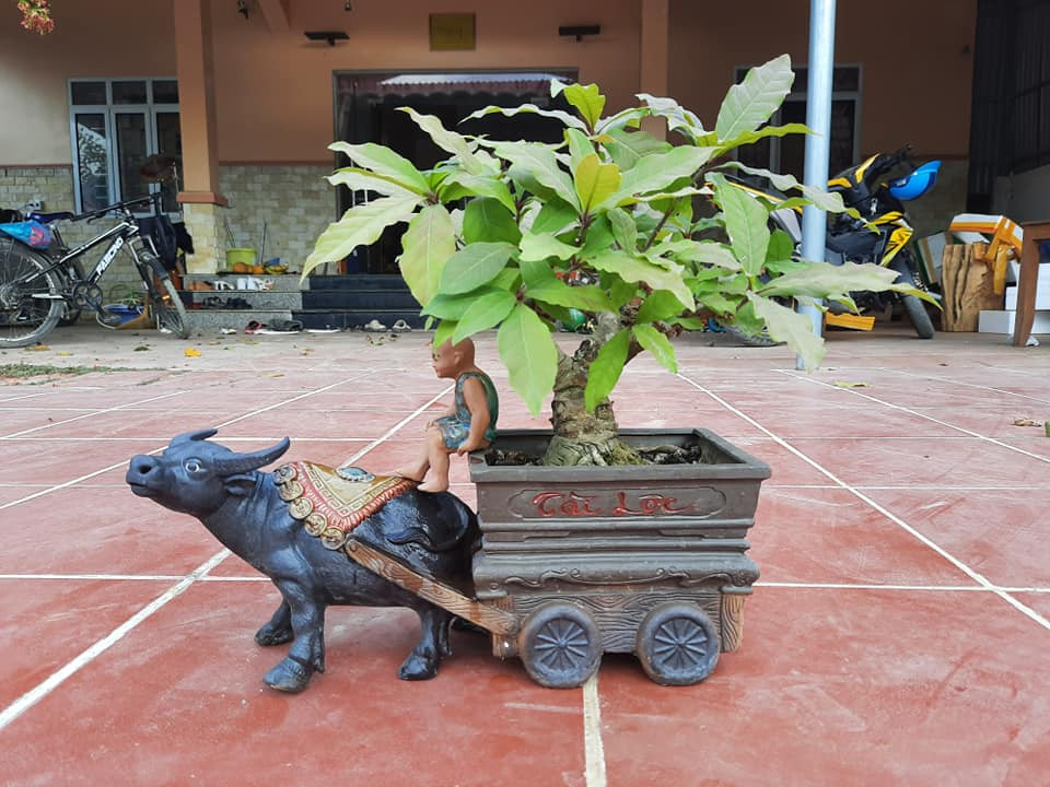 Năm 2021 - năm con trâu Tân Sửu được gửi gắm ước vọng về một năm tràn đầy sung túc, sức khỏe, may mắn cho mọi nhà. Ảnh: Fb Hai Phan