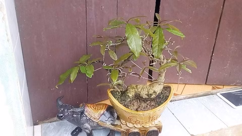 Tuổi thọ cao của Lộc Vừng mang ý nghĩa trường thọ bách niên giai lão. Chữ Lộc ứng với tài lộc vừng là nhỏ nhặt nhưng nhiều. Ảnh: Facebook