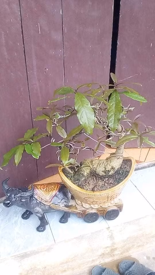 Theo quan niệm dan gian gốc cây lộc vừng to vững chắc tượng trưng cho ý chí kiên định khó di chuyển. Ảnh: Facebook