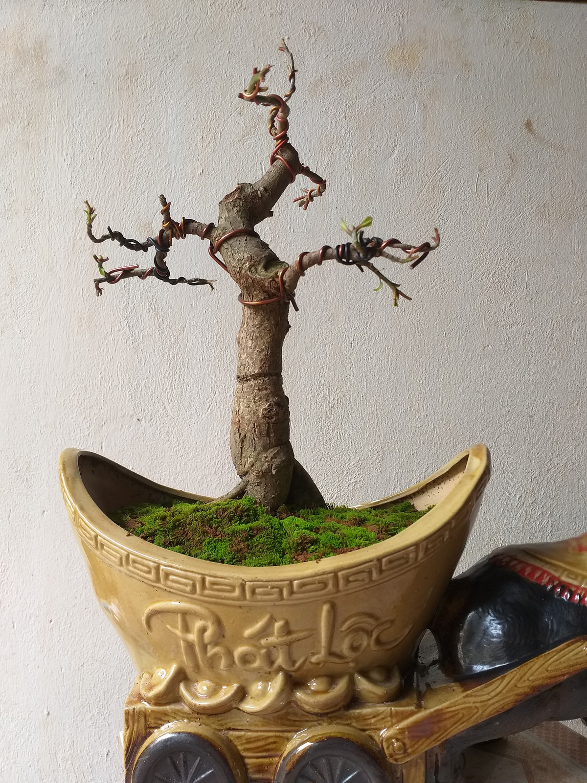 Anh Hùng (ở Nam Từ Liêm, Hà Nội) cho biết, mọi năm thường mua quất hoặc bưởi cảnh. Tuy nhiên, năm nay là năm Tân Sửu, đúng tuổi của mình nên muốn tìm một chậu trâu kéo lộc vừng để bàn. Ảnh: Nhà vườn hùng vĩ.