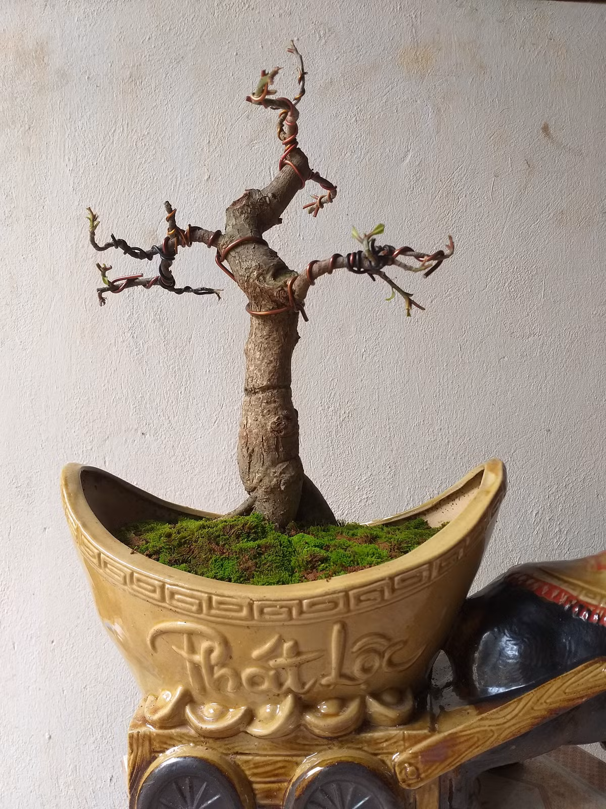 Anh Hùng (ở Nam Từ Liêm, Hà Nội) cho biết, mọi năm thường mua quất hoặc bưởi cảnh. Tuy nhiên, năm nay là năm Tân Sửu, đúng tuổi của mình nên muốn tìm một chậu trâu kéo lộc vừng để bàn. Ảnh: Nhà vườn hùng vĩ.