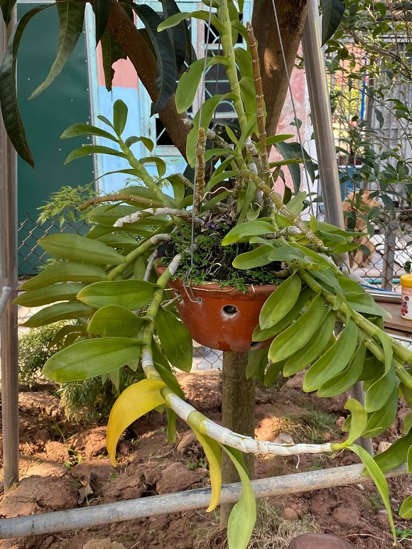 Nữ nghệ sĩ cũng dành góc nhỏ để chăm sóc lan.