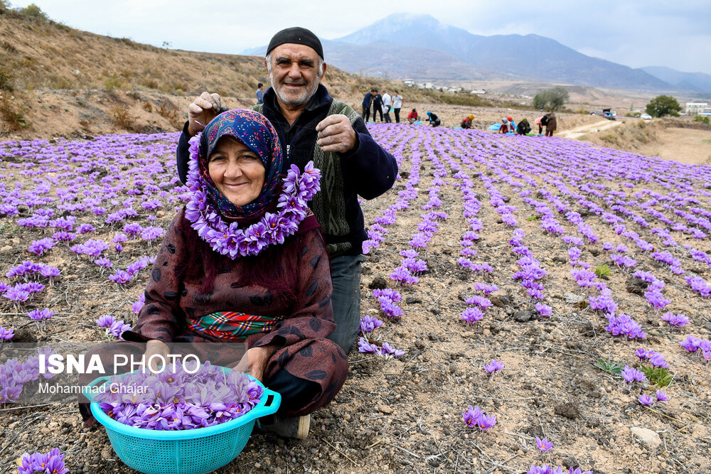 Nhụy hoa nghệ tây được cho là có nguồn gốc từ khu vực Địa Trung Hải, Tiểu Á, Iran. Ảnh: Iran Front Page.