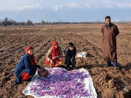 Chưa hết, do đặc tính của các thành phần hóa học trong cây mà loài nghệ tây vô cùng nhạy cảm với môi trường và thời tiết. Trời lạnh và độ ẩm quá cao có thể gây ảnh hưởng đến chất lượng của saffron. Ảnh: Iran Front Page.