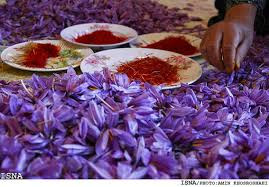 Không có một loại máy móc nào đủ khéo léo và nhẹ nhàng để lấy nhụy hoa mà không làm nát chúng hay gây tổn thương cho những bộ phận còn lại của cây. Vì thế, việc này phải được đảm nhận 100% bởi con người. Ảnh: Iran Front Page.