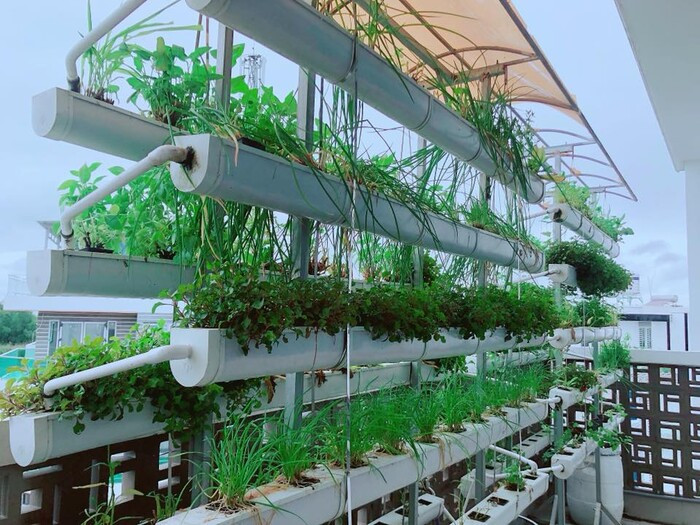 Trên sân thượng là hệ thống rau thủy canh hiện đại. Ảnh: FBNV.
