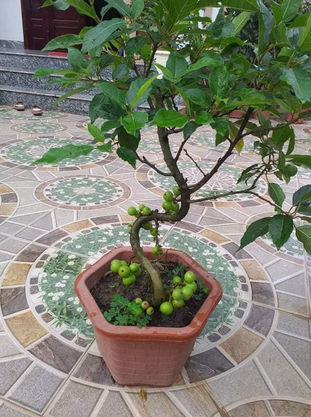 Sung bonsai mini uốn lượn từ gốc đến ngọn đầy nghệ thuật.