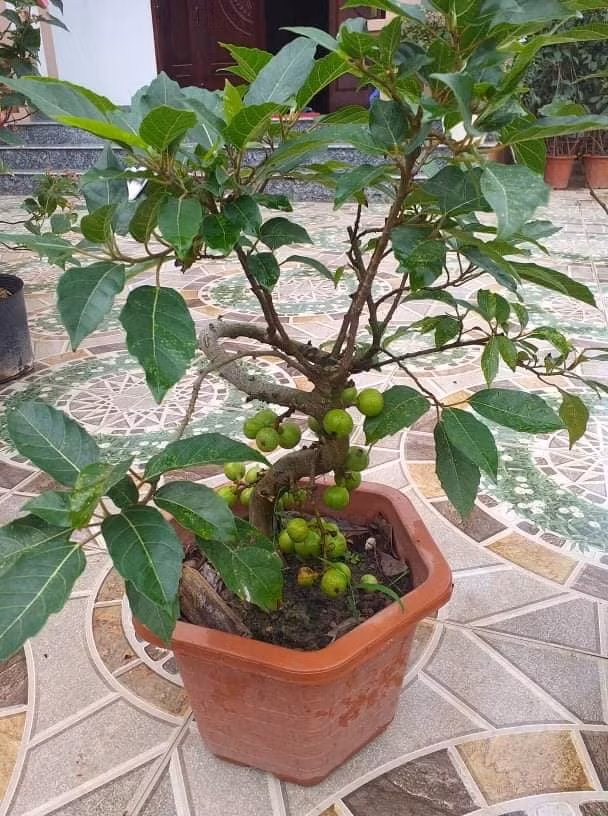 Những chậu sung cảnh nhỏ được rao bán với giá từ 300.000 - 400.000 đồng.