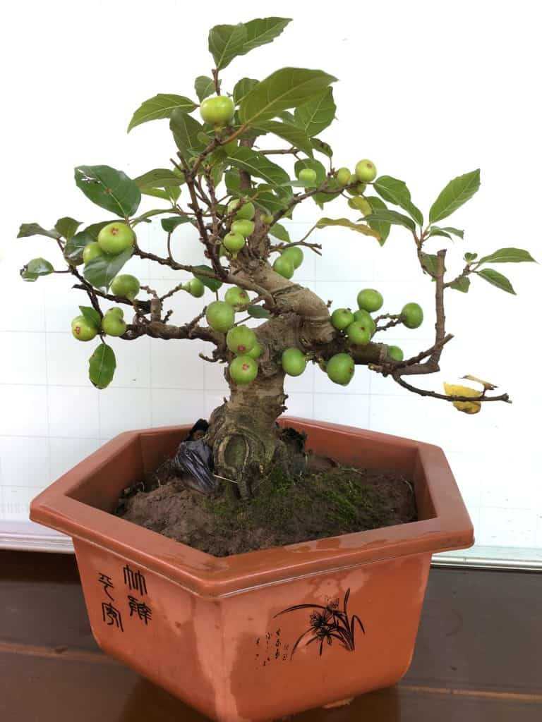 Không đòi hỏi chăm sóc đặc biệt, song để có một chậu bonsai sung mini đẹp, người trồng phải mất nhiều thời gian để cắt, tỉa.