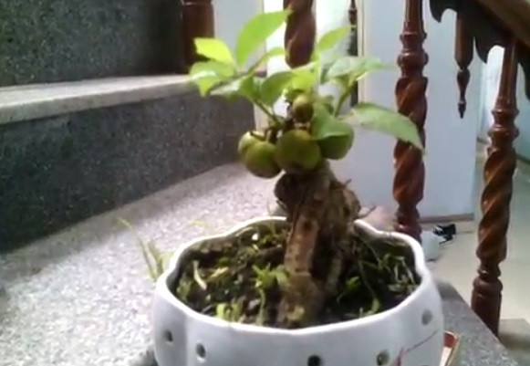 Bonsai sung mini ra quả rất đẹp.