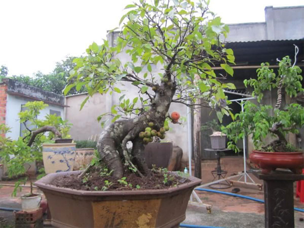 Ngoài ra, những gốc bonsai xù xì, cổ thụ cũng có giá bán cao hơn.