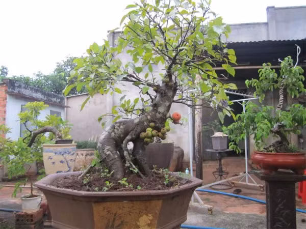 Ngoài ra, những gốc bonsai xù xì, cổ thụ cũng có giá bán cao hơn.