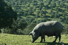 Đùi lợn muối Tây Ban Nha được làm từ giống lợn đen Iberico. Đây à một giống heo bản địa của Tây Ban Nha, màu đen mặt nhọn. Giống heo này có cấu tạo gen cho phép tích mỡ đến 49% trọng lượng cơ thể khi được vỗ béo. Ảnh: Facebook.