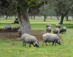 Thức ăn chính của heo Iberico là hạt dẻ sồi, cỏ, đậu và ngũ cốc. Những hạt này có tỉ lệ chất béo lớn, một trong số đó là axit béo không bão hoà oleic (một loại cholesteron tốt cho cơ thể con người). Ảnh: Facebook.