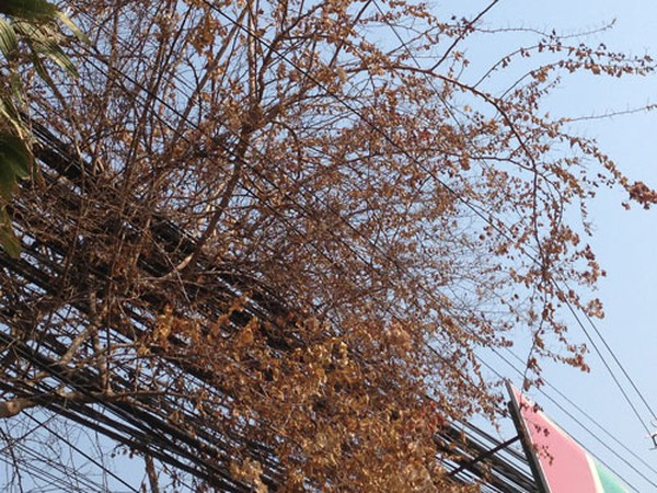 Phong thủy rất kỵ việc có cây khô hoặc cây to ở trước nhà, điều này sẽ khiến chủ nhà buồn khổ, cô độc. Vì vậy, cần chặt hết những cây chết khô và không trồng duy nhất một cây to trước nhà.