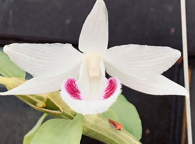 Loat thuong vu lan dot bien tien ty rung dong thi truong 2020-Hinh-2