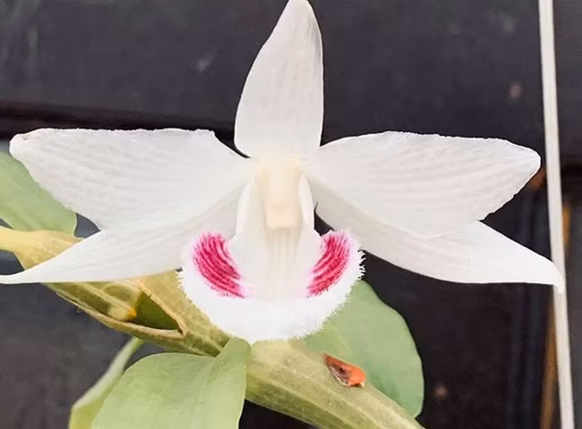 Loat thuong vu lan dot bien tien ty rung dong thi truong 2020-Hinh-2