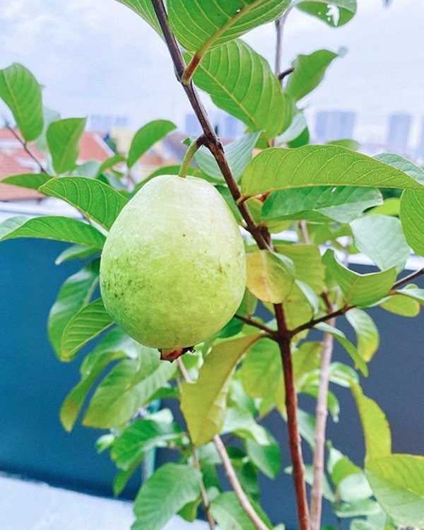 Loại phân y dễ dùng, kích thích cây tăng trưởng tốt nhưng an toàn với sức khỏe, không ô nhiễm môi trường. Nguồn ảnh: FBNV.