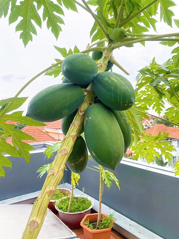 Một vài cây ăn quả đã cho thu hoạch, trong đó có đu đủ, hồng xiêm, ổi..