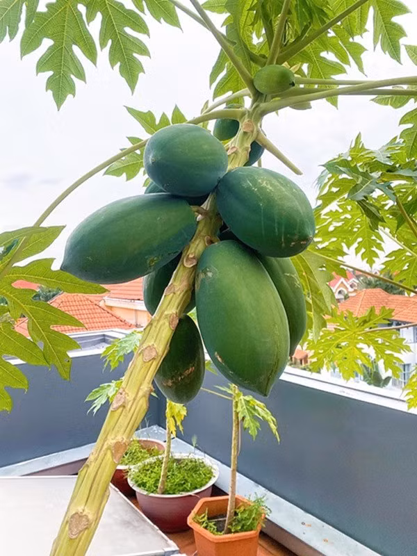 Một vài cây ăn quả đã cho thu hoạch, trong đó có đu đủ, hồng xiêm, ổi..