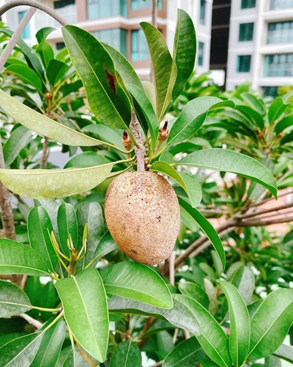 Tuân thủ quy tắc làm vườn an toàn nên gia đình Bảo Ngọc chỉ sử dụng phân hữu cơ có nguồn gốc từ Mỹ.