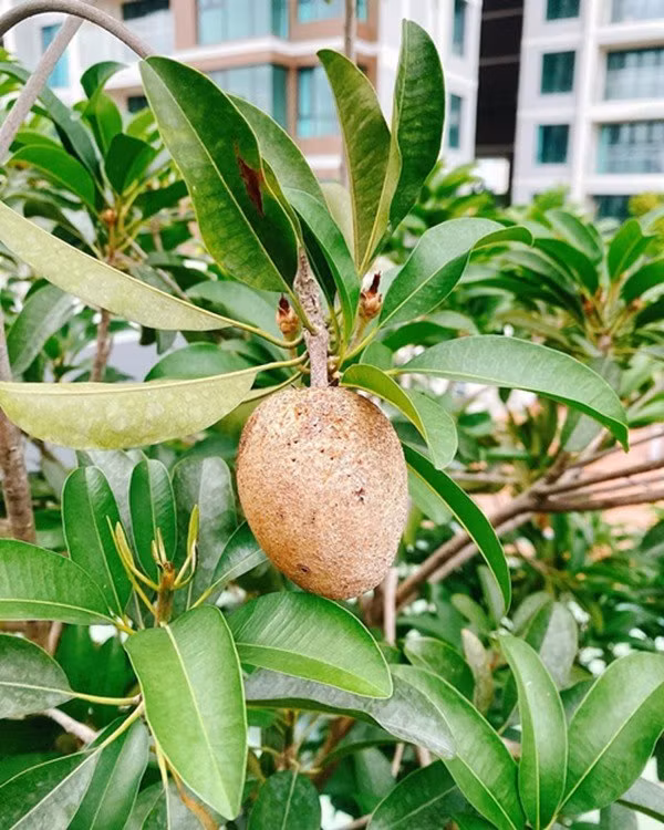 Tuân thủ quy tắc làm vườn an toàn nên gia đình Bảo Ngọc chỉ sử dụng phân hữu cơ có nguồn gốc từ Mỹ.