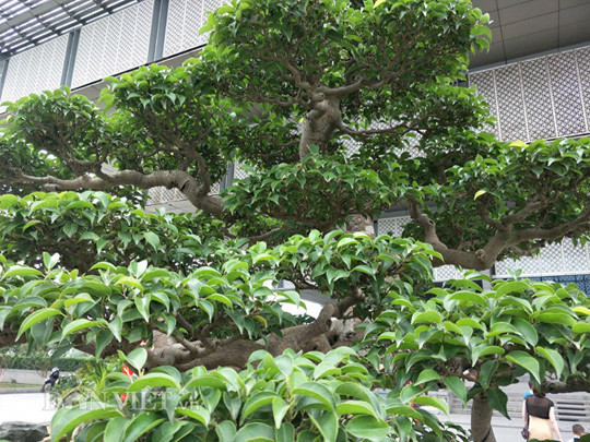 Bông tán tự nhiên, thân cây uyển chuyển. Ảnh: Dân Việt.