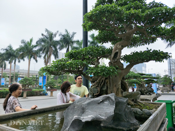 Riêng cây "Nghinh phong" này là có 2 thân, 1 thân chính đi lên tạo thành thân siêu và một cành mọc ở trong hõm gần gốc đi ra tạo thành cành chiếu thủy. Ảnh: Dân Việt.