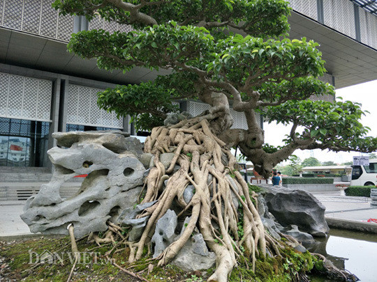 Cây sanh cổ được nghệ nhân chăm sóc và uốn, cắt tỉa trên dưới 15 năm. Ảnh: Dân Việt.