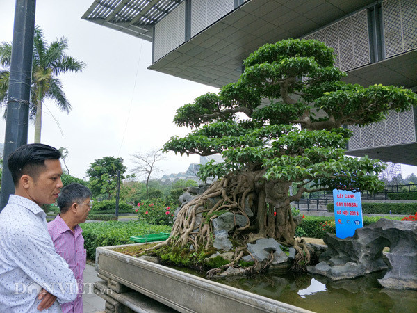 Cây có tuổi đời gần trăm năm, cao khoảng 3m, hội tụ đầy đủ các yếu tố “cổ, kỳ, mỹ văn” của một cây cảnh đẹp. Ảnh: Dân Việt.