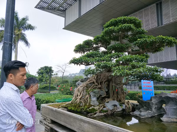 Cây có tuổi đời gần trăm năm, cao khoảng 3m, hội tụ đầy đủ các yếu tố “cổ, kỳ, mỹ văn” của một cây cảnh đẹp. Ảnh: Dân Việt.
