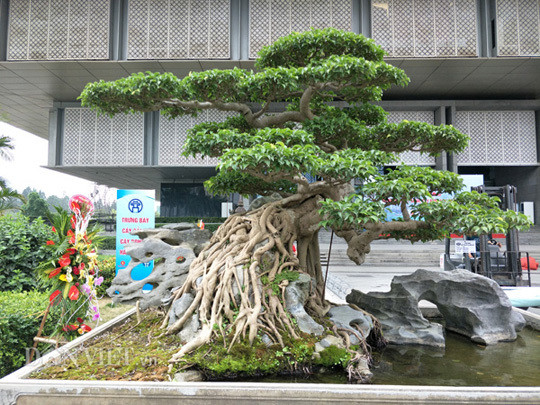 Ông Cường nói: "Đây là một trong số ít cây, tôi tâm đắc, yêu thích nên tôi chưa có ý định chuyển nhượng cho bất cứ ai”. Ảnh: Dân Việt