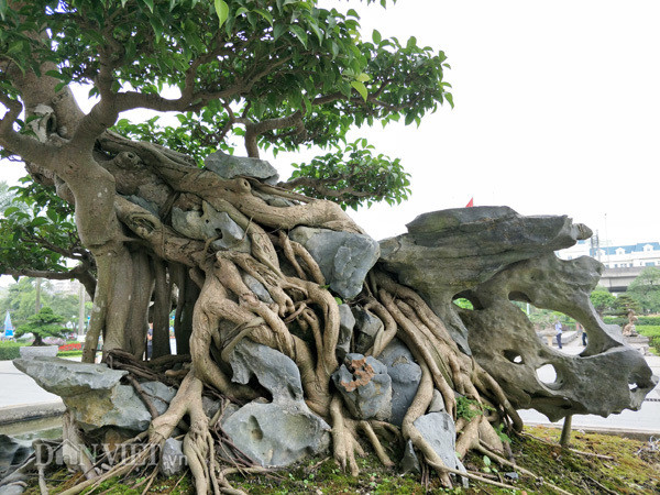 Đặc biệt, bộ rễ của tác phẩm sanh cổ "Nghinh phong" bám nêm chặt vào đá càng tạo thêm vẻ đẹp hiếm có. Ảnh: Dân Việt.