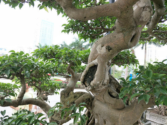 Điểm đặc biệt của cây "Nghinh phong" này là nghệ nhân đã tận dụng được một cành chiếu thủy, dù theo thông lệ thì ít khi dân chơi cây dùng vì nó là cành âm nhưng ông đã biết cách khai thác đặc điểm riêng đó để nhân nó lên để thành 1 cành chiếu thủy rất đẹp. Ảnh: Dân Việt.