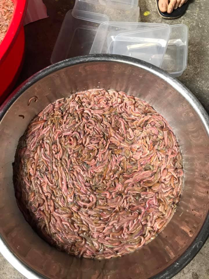 Cô Minh (Cầu Giấy, Hà Nội) vừa đặt mua hộp rươi với giá 510.000 đồng/kg chia sẻ: "Rươi là đặc sản chỉ có theo mùa nên dù có đắt tôi cũng mua về chế biến cho cả gia đình thưởng thức". Ảnh: Facebook.