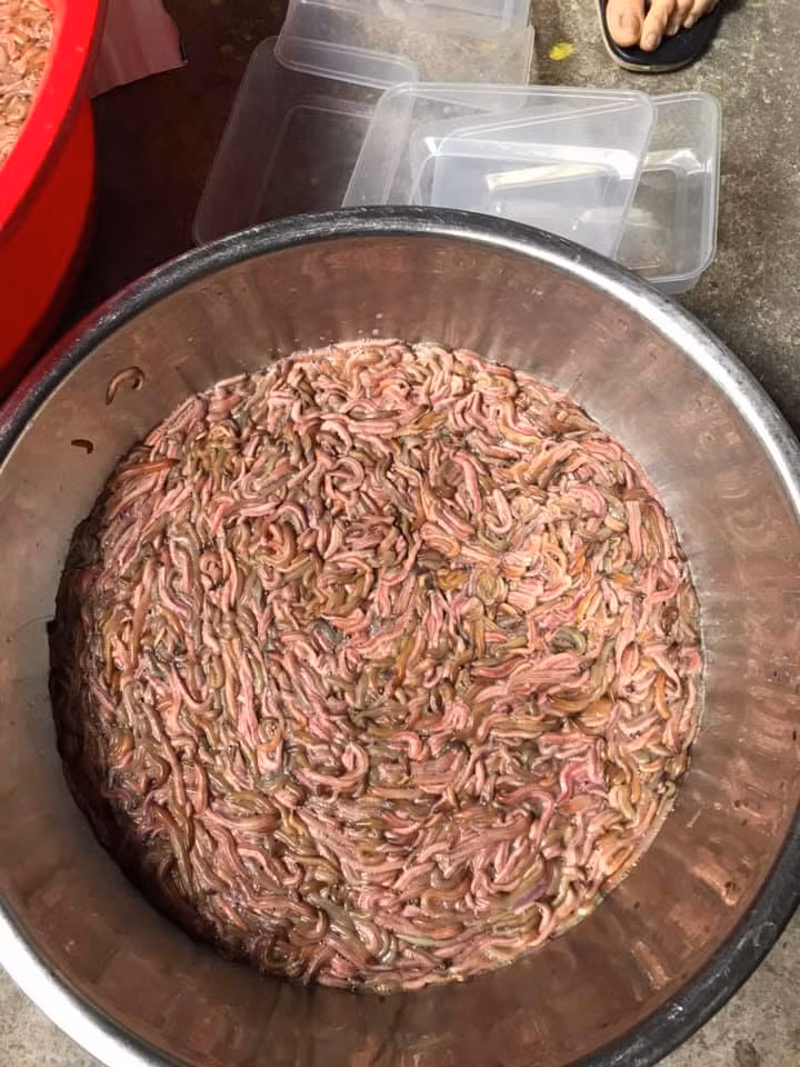 Cô Minh (Cầu Giấy, Hà Nội) vừa đặt mua hộp rươi với giá 510.000 đồng/kg chia sẻ: "Rươi là đặc sản chỉ có theo mùa nên dù có đắt tôi cũng mua về chế biến cho cả gia đình thưởng thức". Ảnh: Facebook.