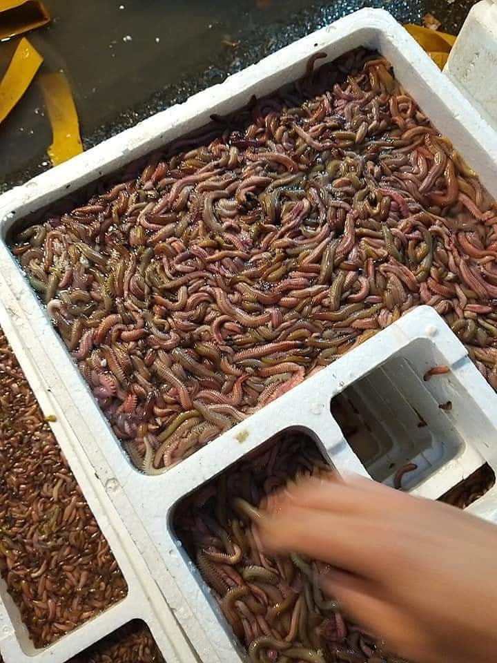 Theo kinh nghiệm của cô Minh, rươi ngon nhất là những con còn sống, thân mập mạp và màu đỏ. Rươi sắp chết thường nhỏ, gầy, bò yếu. Ảnh: Facebook.