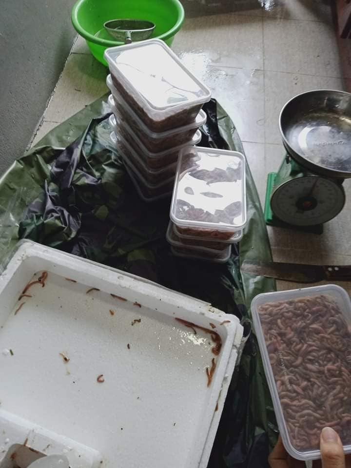 Cụ thể, giá rươi tươi sống của Tứ Kỳ của Hải Dương đang được rao bán online với hai loại: 0.5 kg và 1 kg với giá lần lượt là 225.000 đồng và 550.000 đồng. Ảnh: Facebook