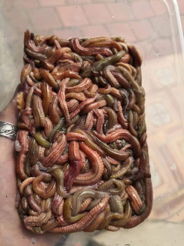 Theo chị Định, chỉ có theo mùa, mỗi năm chỉ xuất hiện ngắn ngủi có vài ngày nên rươi khá hút khách. Ngày nào có rươi, chị Định cũng bán hết trong nửa ngày. Ảnh: Facebook.