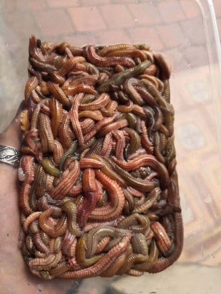 Theo chị Định, chỉ có theo mùa, mỗi năm chỉ xuất hiện ngắn ngủi có vài ngày nên rươi khá hút khách. Ngày nào có rươi, chị Định cũng bán hết trong nửa ngày. Ảnh: Facebook.