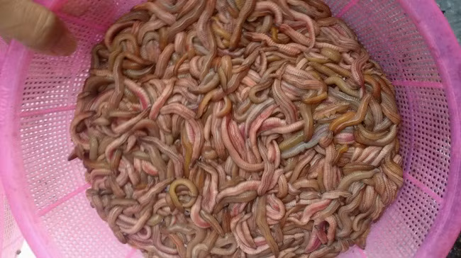 Rao bán rươi với giá 460.000 đồng/kg, chị Định (Hà Đông, Hà Nội) cho biết, rươi thuộc bộ giun đốt, nhiều lông tơ, sống tiếp giáp giữa vùng nước ngọt và nước lợ. Ảnh: Facebook.