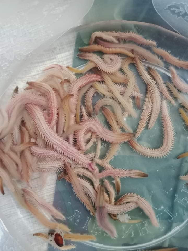 Giá các loại rươi ở Thái Bình, Hải Phòng cũng có mức giá dao động từ 200.000 - 250.000 đồng/0,5kg. Ảnh: Facebook