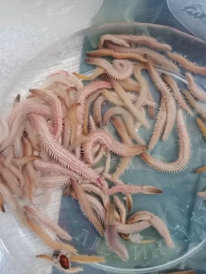 Giá các loại rươi ở Thái Bình, Hải Phòng cũng có mức giá dao động từ 200.000 - 250.000 đồng/0,5kg. Ảnh: Facebook