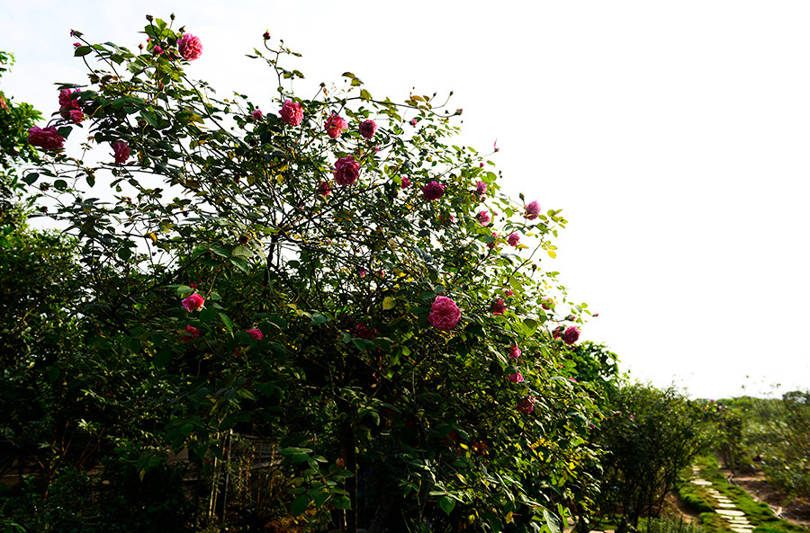 Khu vườn rộng 13.000m2 ở ngoại ô thuộc sở hữu của anh Nguyễn Thanh Sơn (Long Biên, Hà Nội) trồng hơn 100 giống hoa hồng các loại từ hồng nội cho đến các giống hồng xa xỉ được nhập từ châu Âu. Ảnh: Hanoitv.