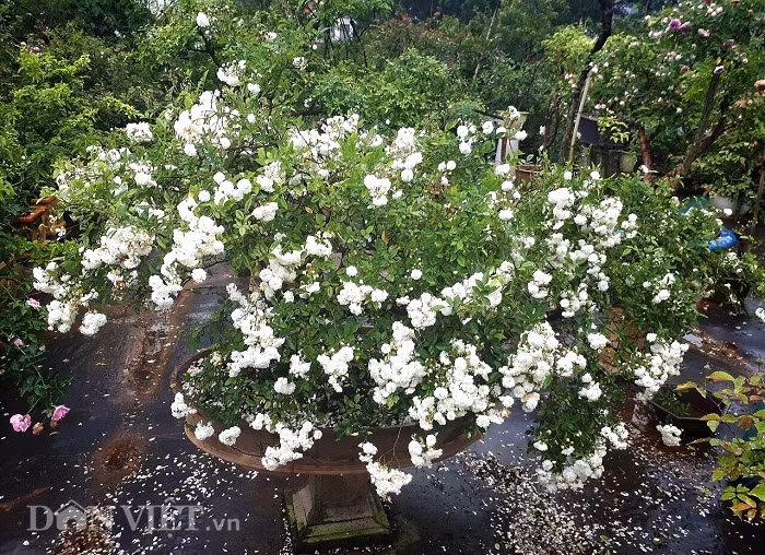 Hồng cổ Bạch Trà trong vườn hồng của anh Minh có giá từ 60 - 80 triệu đồng. Ảnh: Dân Việt.